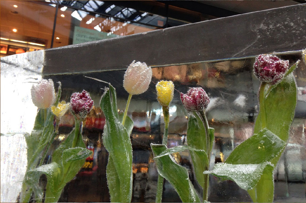 Einfrierung Tulpen