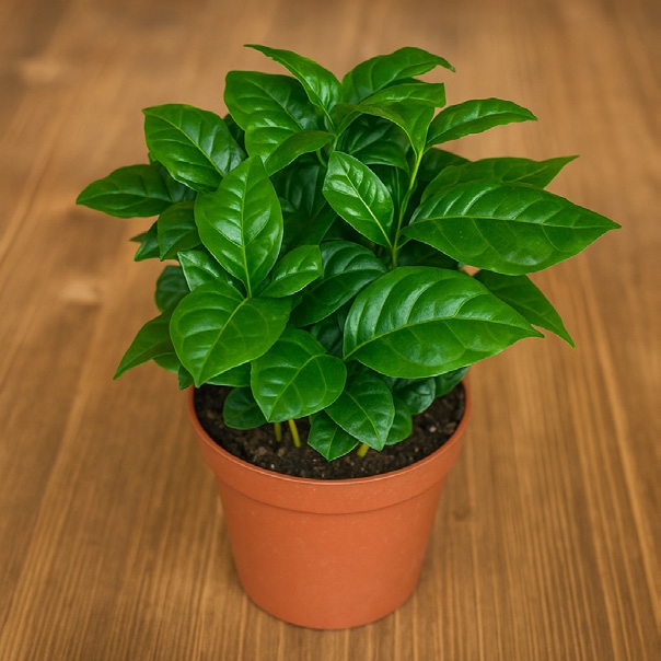 Coffea arabica - Kaffeebohnenbaum