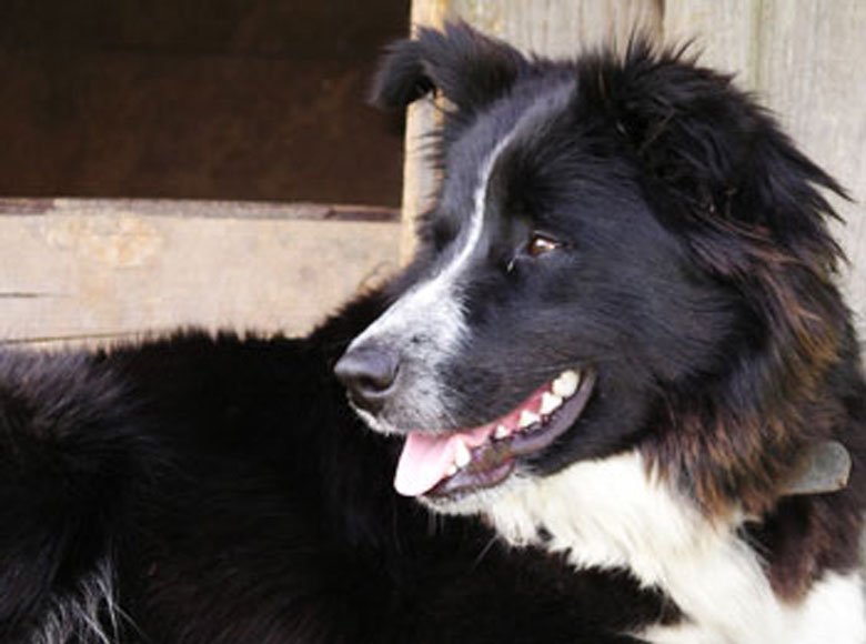 bauernhof-naehe-zuerich-horgen-