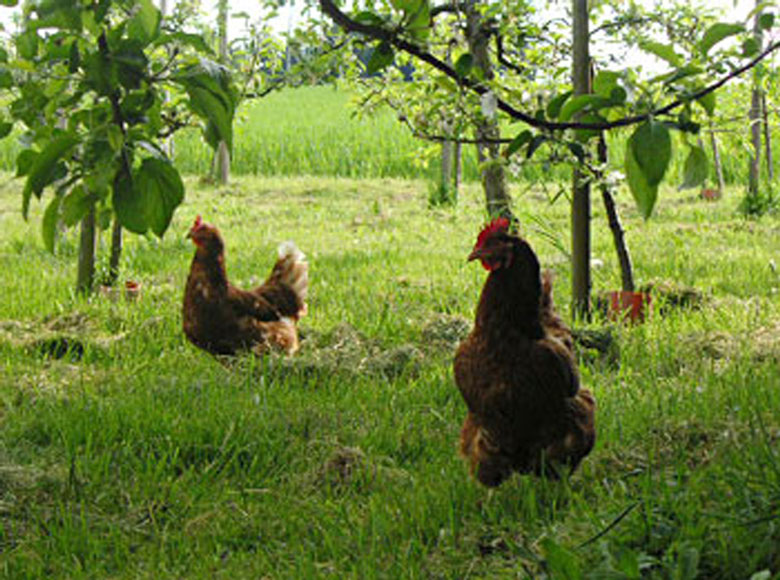 bauernhof-naehe-zuerich-horgen-